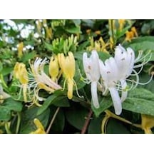 Hanımeli Çiçeği Fidanı Lonicera Periclymenum 10-20 Cm