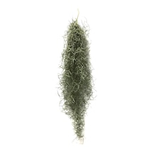 Tillandsia Usneoides (Hava Bitkisi)