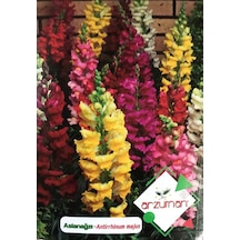 Aslanağzı Çiçeği Tohumu 100 Adet Tohum N113546