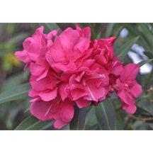Pembe Çiçekli Zakkum Fidanı 40-65 Cm Tüplü Çiçekli Bodur Bitkiler Pink Oleander