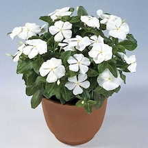 Vinca Rosea Pure White Rozet Çiçeği Tohumu 20 Tohum