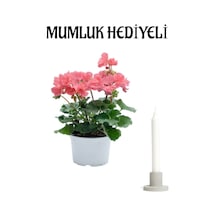 Hediyelik Açık Pembe Sardunya Çiçeği Sevgililer Gününe Özel Mumluk Hediyeli