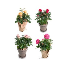 Yediveren Narçiçeği Kırmızı Pembe Açık Pembe 30 40cm 3 Adet Saksılı Aşılı Gül Roses