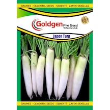 Goldgen Japon Turp Tohumu 1 Paket