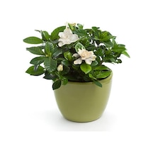 Videolu Mis Kokulu Gardenya 24 45 Cm 1 Adet Saksılı Çiçekli Ofis Iç Mekan Bitkisi Gardenia