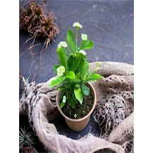 Sarı Çiçekli Milli Dikenler Tacı Mini Saksıda 1 Adet 5-10 Cm Iç/dış Mekan Bitki Euphorbia