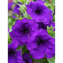 Videolu Mor Renk Petunya Makrome Sarkaç Saksılı 1 Adet Saksılı 40-50cm Teras Çiçeği Petunia