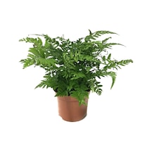 Polystichum Tsussimense (Eğrelti Otu) Ø8,5 CM Y10-15 CM