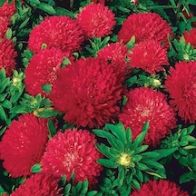 Callistephus Pompon Koyu Kırmızı Aster Çiçeği Tohumu 50 Tohum