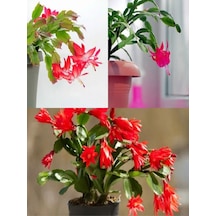 Kırmızı Yılbaşı Çiçeği Fidanı 15-30 Cm Saksılı Çiçekli Bodur Bitkiler Zygocactüs