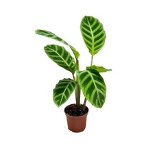 Calathea Zebrina Dua Çiçeği