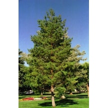Fidan Sarı Çam 50 - 60 Cm Boy 1 Adet