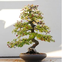 Bodur Cennet Bonzai Ağacı Tohumu 5 Adet Bonsai Ağacı Tohumu