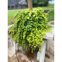 Lysimachia Nummularia Sarı Kız Altın Kolye Makrome Saksılı 20-40cm