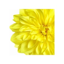 10 Adet Sarı Renk Dahlia Tohumu + 10 Adet Gül Tohumu N117367