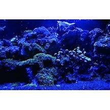 Kanki Pet 70 Cm Akvaryum Arka Fon Yapıştırma 70x45 Cm Kp7045025
