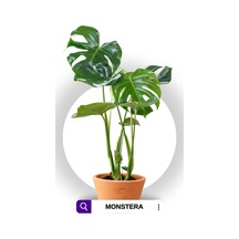 Monstera - Deve Tabanı Bitkisi 70-90 Cm