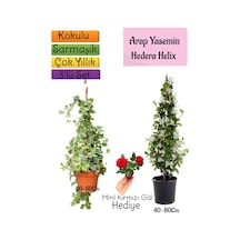 Kokulu Arap Yasemini+hedera Hex Sarmaşık+mini Gül 3'lü Bahçe Seti