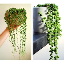 Serada Decor Plant Tespih Çiçeği İnci Tanesi Askılı Büyük Saksı Senecio Rowleyanus İç Mekan Bitkisi