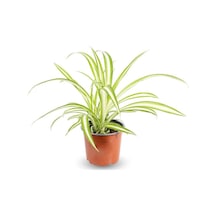 Serada Decor & Plant Kurdele Çiçeği Chlorophytum Comosum Variegatum Canlı