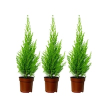Videolu Natural Limoni Salon Çamı 30-70 Cm Tüplü 3 Adet Dış Mekan Ağaçları Norfolk İsland Pine