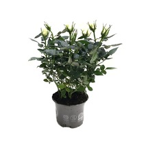 Rosa 'white' Beyaz Gül