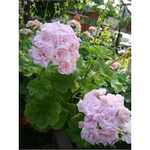 Pembe Beyaz Ceylan Gözü Sardunya Fidanı 10-20 Cm