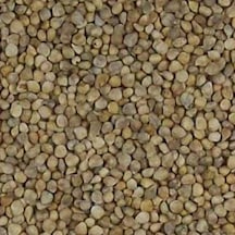 Geniş Yaprak Ispanak Tohumu 1 KG 1000 GR