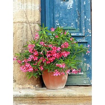 Favori Ürün Pembe Renkli Zakkum Çiçeği Fidanı 40 60cm Adet Saksılı Dış Mekan Bitkisi Oleander