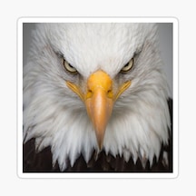 Araba Için Kartal Oto Sticker Yapıştırması Etiket 17Cm Zz7