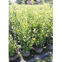 Kokulu Defne Çalısı Fidanı 1 Adet Saksılı/tüplü Laurus Nobilis