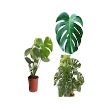 Videolu 1 Adet Bol Dallı Deve Tabanı Çiçeği 50-70 Cm Saksılı Çiçekli Bodur Bitkiler Monstera