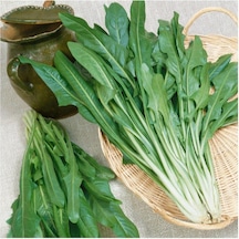 Endive Catalogna Emerald Tohumu 100 Tohum