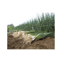 Zümrüt Soğan Tohumu - 10 Gr