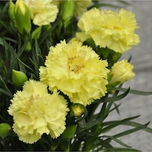 4 Adet Sarı Karanfil Çiçeği Fidanı Saksılı Kokulu 40cm-60cm