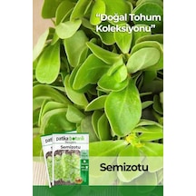 6000 Adet Semizotu Tohumu