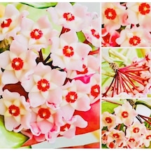 Hoya Pink 20-30 Cm Kokulu Mum Çiçeği Bitkisi Koleksiyon Serisi