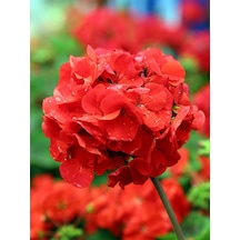 Videolu Canlı Kırmızı Premium 1 Adet Sardunya Çiçeği 15-40cm Saksılı Geranium