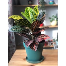 Kraton - Croton - Codiaeum 5577