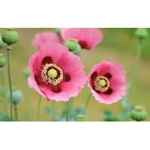 Pembe Gelincik Çiçeği Tohumu 25 Tohum Çiçek Tohumu + Y