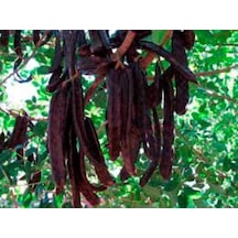 Keçiboynuzu Meyvesi Fidanı 40-60 Cm Boylarında
