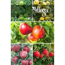 5 Li Meyve Fidanı Y. Elma , Ayva , Nektarin , K.elma Ve Nar