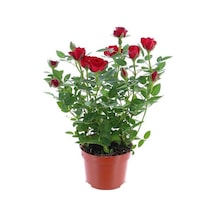 Yediveren Kırmızı Gül Fidanı 1 Adet 30-50 Cm Yediveren Red Rose