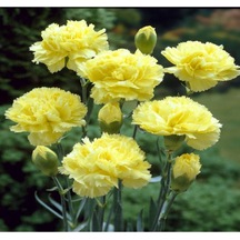Videolu Kokulu Sarı Karanfil Çiçeği Fidanı 25-40 Cm Saksılı Çiçekli Bodur Bitkiler Yellow Carnation