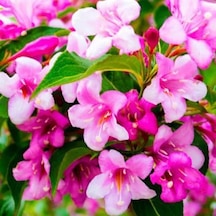 Gelin Tacı Weıgela Florıda Pembe Çiçekli Vangelya 30-40 Cm S
