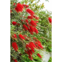 Fırça Çalısı Çiçeği Fidanı 40-60cm