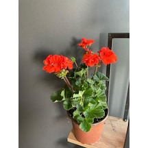 Kırmızı Sardunya Çiçeği Fidanı 10-20 Cm