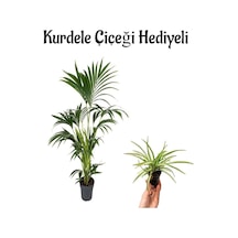 Areka Salon Palmiyesi Bitkisi Areca Paplm Sevgililer Gününe Özel Kurdele Çiçeği Hediyeli