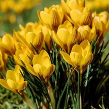 Sarı Renkli Dorothy Yellow Çiğdem Soğanı 5  Adet