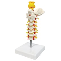 Beyin Sapı Ve Arterleriyle Birlikte Servikal Omurga Maketi - Omurga Modeli 01